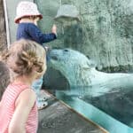 isbjørn kommer tæt på i Aalborg Zoo