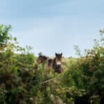 wild horses in denmark
