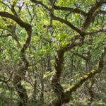 Baumkronen aus dem sandigen Eichenwald