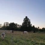 Bio-Rindfleisch von Kühen auf Gras