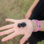the blackberry kingdom