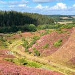 view of heather in bloom
