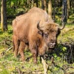 bison i svinemosen på bornholm